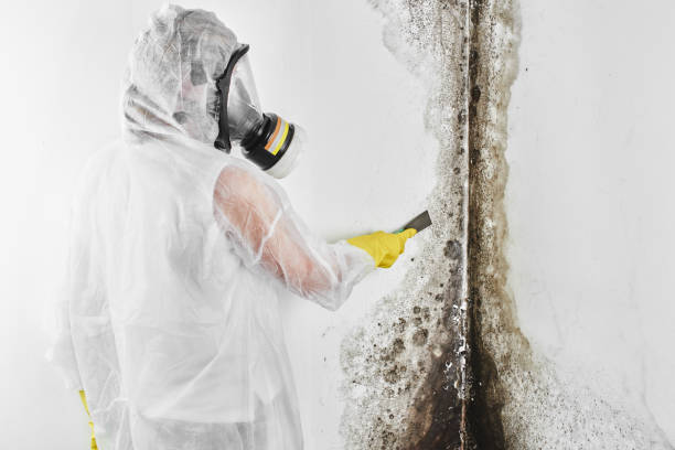Best Mold Testing  in New Kingman Butler, AZ