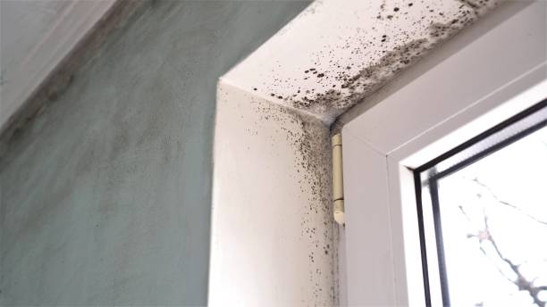 Best Mold Remediation  in New Kingman Butler, AZ