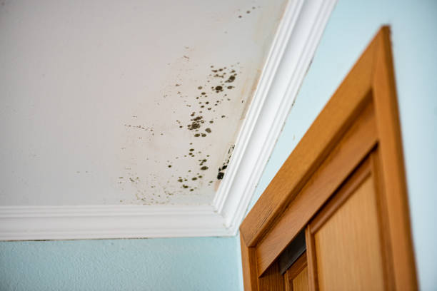 Crawl Space Mold Removal in New Kingman Butler, AZ