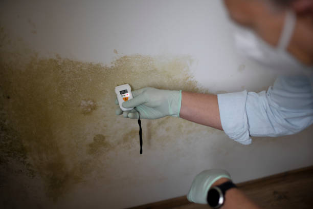 Office Mold Removal Services in New Kingman Butler, AZ