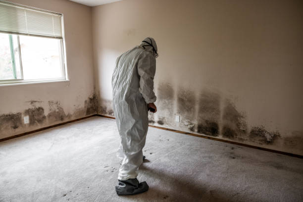 Best Certified Mold Removal  in New Kingman Butler, AZ