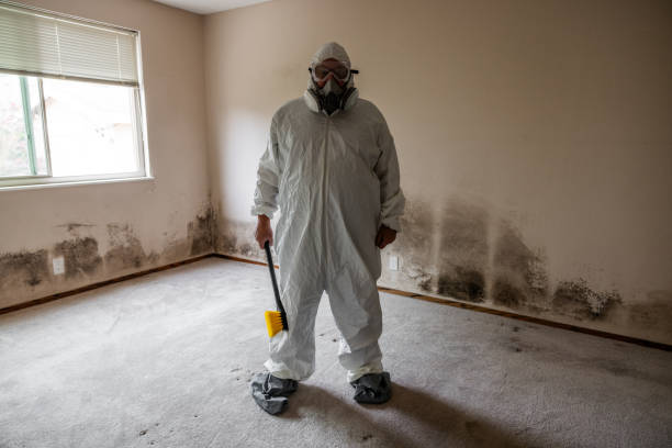 Best Mold Cleaning Services  in New Kingman Butler, AZ