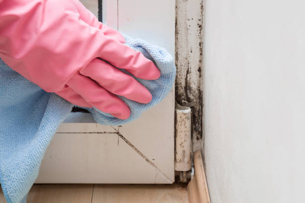 Best Residential Mold Removal  in New Kingman Butler, AZ