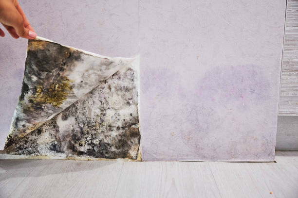 Best Affordable Mold Removal  in New Kingman Butler, AZ